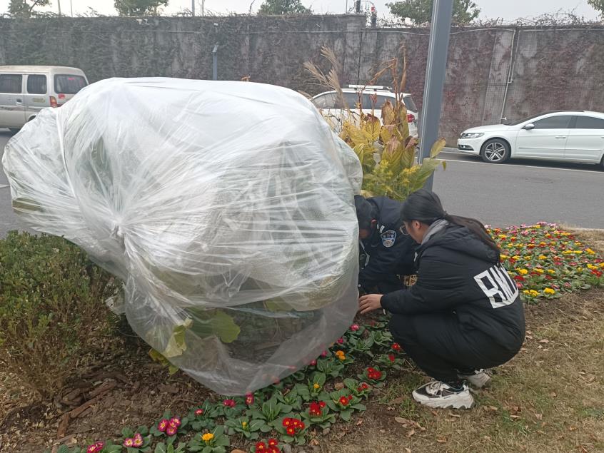 应对寒潮 为苗木穿上“保暖衣”(图5)