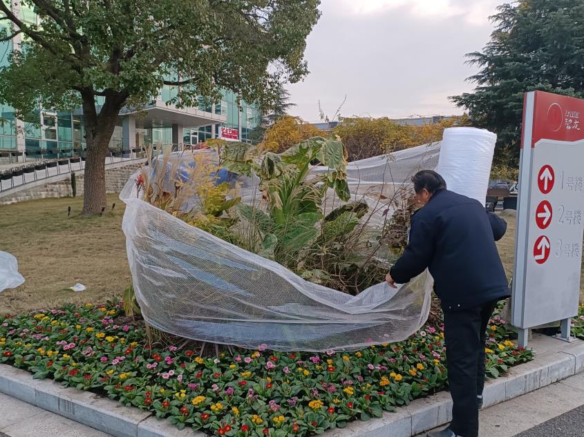 应对寒潮 为苗木穿上“保暖衣”(图1)