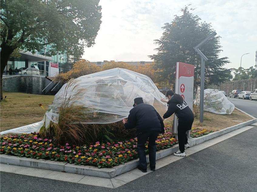 应对寒潮 为苗木穿上“保暖衣”(图2)