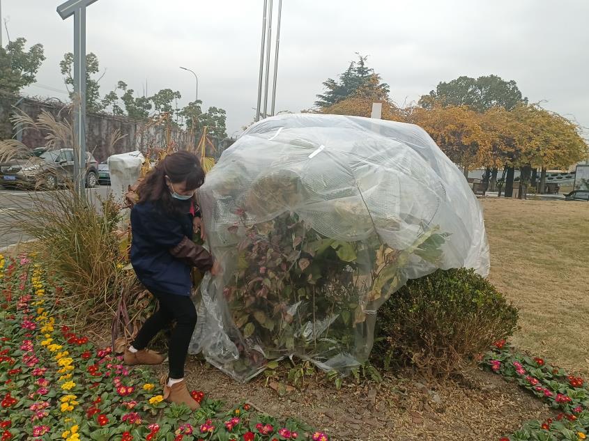 应对寒潮 为苗木穿上“保暖衣”(图4)